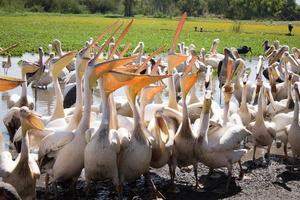 eine Gruppe hungriger weißer Pelikanvögel, die Münder öffnen und auf Fische warten foto