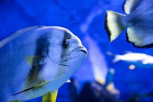 Fisch im Wasser. aquatische Kreatur. Wasserwelt. Meeres-, Ozean-, See- und Flussfauna. Zoo und Zoologie. foto