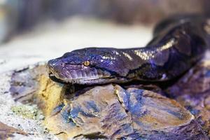 Netzpythonschlange. Reptilien und Reptilien. Amphibien und Amphibien. tropische Fauna. Tierwelt und Zoologie. foto