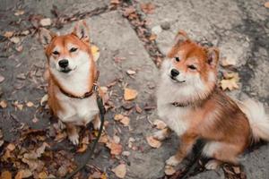 japanische shiba inu hunde. mutter und tochter shiba inu. rote Hunde foto