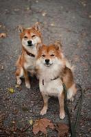 japanische shiba inu hunde. mutter und tochter shiba inu. rote Hunde foto