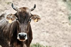 Stier weiden auf einem Feld, Porträt. foto