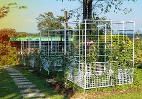 Pflanzenkäfig, Baumgehege, Pflanzenzaun, Pflanzenzaun als Gartendekoration ist ein quadratisches Stahlnetz. Weicher und selektiver Fokus. foto