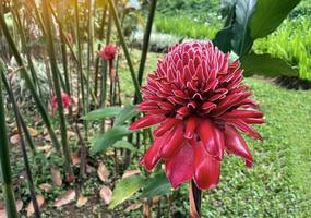 die rote etlingera elatior-blume blüht wunderschön im garten. Etlingera elatior ist eine Pflanze aus derselben Familie wie Ingwer und Galgant. weicher und selektiver Fokus. foto