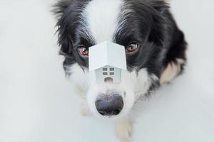 Lustiges Porträt eines süßen Hündchen-Border-Collie, der ein Miniatur-Spielzeug-Modellhaus auf der Nase hält, isoliert auf weißem Hintergrund. Immobilien-Hypotheken-Eigentum Sweet Home Dog Shelter-Konzept foto