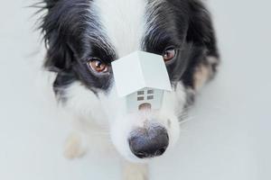 Lustiges Porträt eines süßen Hündchen-Border-Collie, der ein Miniatur-Spielzeug-Modellhaus auf der Nase hält, isoliert auf weißem Hintergrund. Immobilien-Hypotheken-Eigentum Sweet Home Dog Shelter-Konzept foto