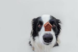 Lustiges Porträt eines süßen Hündchen-Border-Collie, der ein Miniatur-Spielzeug-Modellhaus auf der Nase hält, isoliert auf weißem Hintergrund. Immobilien-Hypotheken-Eigentum Sweet Home Dog Shelter-Konzept foto