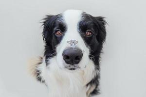 willst du mich heiraten. lustiges Porträt des süßen Hündchen-Border-Collie mit Ehering auf der Nase isoliert auf weißem Hintergrund. Verlobung, Heirat, Vorschlagskonzept foto