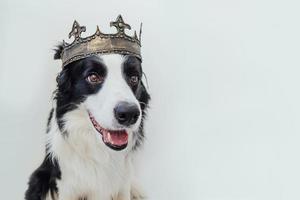 süßer Hündchen mit lustigem Gesicht Border Collie mit Königskrone isoliert auf weißem Hintergrund. lustiges hundeporträt im königlichen kostüm im karneval oder halloween. Hundelord Zauberer oder Prinz, Hundepower-Thema. foto