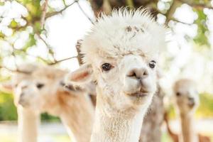 süßes alpaka mit lustigem gesicht, das sich am sommertag auf der ranch entspannt. heimische alpakas, die auf der weide im natürlichen öko-bauernhof-landschaftshintergrund grasen. Tierpflege und ökologisches Landwirtschaftskonzept foto