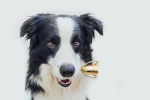 süßer Hündchen-Border-Collie, der Miniatur-Champion-Trophäenbecher im Mund hält, isoliert auf weißem Hintergrund. Siegermeister lustiger Hund. Sieg erster Platz des Wettbewerbs. gewinn- oder erfolgskonzept. foto