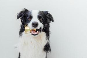 süßer Hündchen-Border-Collie, der Miniatur-Champion-Trophäenbecher im Mund hält, isoliert auf weißem Hintergrund. Siegermeister lustiger Hund. Sieg erster Platz des Wettbewerbs. gewinn- oder erfolgskonzept. foto