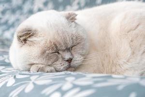 lustige kurzhaarige weiße britische Hauskatze, die zu Hause drinnen schläft. Kätzchen ruhen und entspannen sich auf blauem Sofa. Haustierpflege und Tierkonzept.