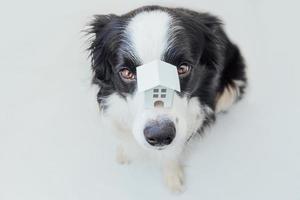 Lustiges Porträt eines süßen Hündchen-Border-Collie, der ein Miniatur-Spielzeug-Modellhaus auf der Nase hält, isoliert auf weißem Hintergrund. Immobilien-Hypotheken-Eigentum Sweet Home Dog Shelter-Konzept foto