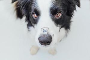 willst du mich heiraten. lustiges Porträt des süßen Hündchen-Border-Collie mit Ehering auf der Nase isoliert auf weißem Hintergrund. Verlobung, Heirat, Vorschlagskonzept foto