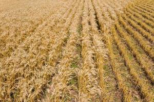 Goldene Weizenplantage von oben gesehen foto