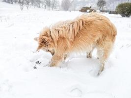 Hund sucht etwas im Schnee foto