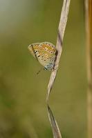 brauner argus kleiner schmetterling auf einer pflanze im naturmakro foto