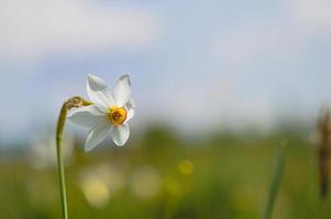 eine weiße Narzisse in freier Wildbahn. Dichternarzisse auf einem Feld. foto