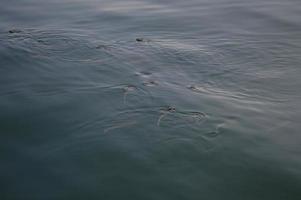 Fische in ruhigem Wasser, Fische schwimmen foto