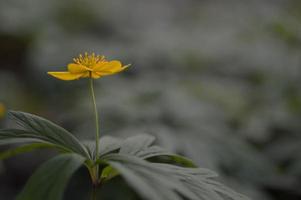 gelbe Buschwindröschen Blume in freier Wildbahn, Makro, foto