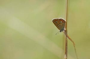 brauner argus kleiner schmetterling auf einer pflanze im naturmakro foto