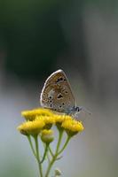 brauner Argus in einer Rainfarnblume, kleiner brauner Schmetterling. foto