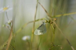 Holzweißer Schmetterling, kleiner Schmetterling auf einer Blume foto