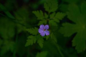 Geranium Robertianum, kleine lila Blume, foto