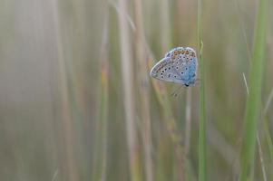 gemeiner blauer Schmetterling, kleiner Schmetterling blau und grau, Makro foto