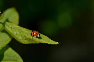 Marienkäfer auf einem grünen Blattmakro, roter Käfer mit schwarzen Punkten foto