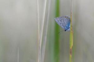 Gemeiner blauer Schmetterling auf einem Blatt in der Natur Makro Nahaufnahme foto