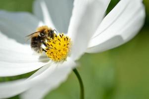 Hummel bestäubt eine weiße Kosmosblume, Makro foto