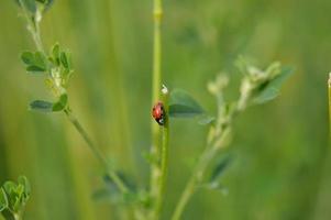 Marienkäfer auf einer grünen Pflanze, rotes Insekt mit schwarzen Punkten. foto