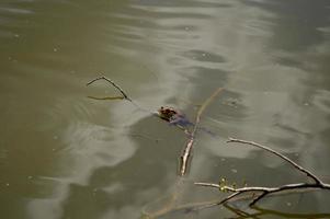 brauner Frosch im braunen schlammigen Wasser, auf einem Ast foto