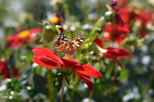 Distelfalter Schmetterling auf einer roten Dahlie Blume hautnah foto