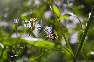 Hummel, die eine lila Wildblume in der Natur bestäubt foto