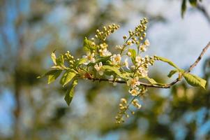 blühender Baum weiße Frühlingsblumen foto