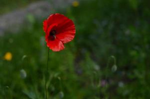 Gemeiner roter Mohn und eine Biene, rote Blume im Garten. foto