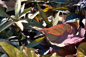 bunte pflanzenblätter, garten im freien foto