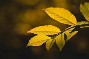 Blätter im Sonnenschein stimmungsvolles Naturfoto foto