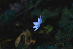 gemeine Leberblümchen in freier Wildbahn foto