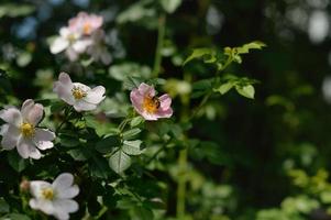 Heckenrose, Wildrose und eine Biene, Biene in einer rosa Wildrose foto