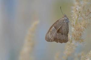 Kleiner Heideschmetterling auf einer flauschigen Hose aus nächster Nähe, pastellfarben. foto