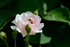 Biene in einer pastellrosa und weißen Rose im Garten. foto