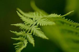 Farnblatt in der Natur, grünes Blatt, grüne Pflanze foto