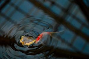 Koi-Fische im See foto