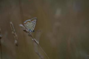 brauner Argus-Schmetterling auf einer Pflanze brauner grauer kleiner Schmetterling foto