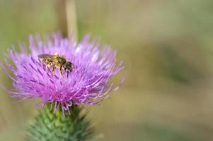 Biene auf einer Speerdistelblume, Biene auf einer purpurroten stacheligen Blume foto
