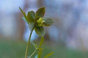 frühfrühlingswald blüht nieswurz. lila Wildblume. foto